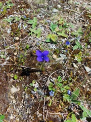 Gentianopsis barbata