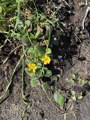 Hibbertia grossulariifolia