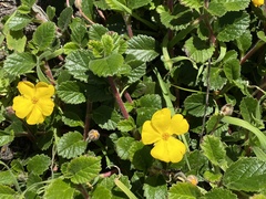 Hibbertia grossulariifolia
