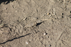 Glyptobothrus