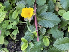 Hibbertia grossulariifolia
