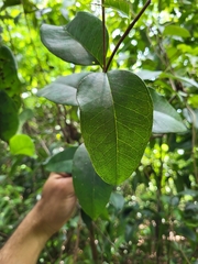 Eugenia pseudopsidium