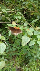 Papilio dravidarum