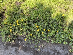 Hibbertia grossulariifolia