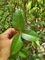 Eugenia pseudopsidium