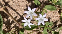 Richardia grandiflora