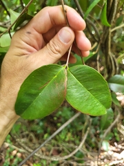 Eugenia pseudopsidium
