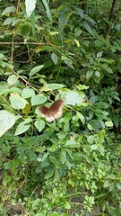 Papilio dravidarum