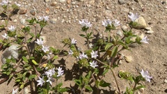 Richardia grandiflora