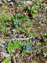 Gentiana prostrata