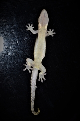 Lepidodactylus lugubris