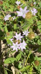 Richardia grandiflora