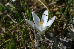 Ornithogalum corsicum