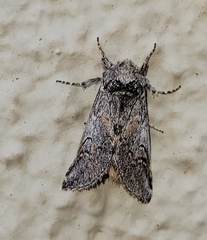 Astiptodonta aonides