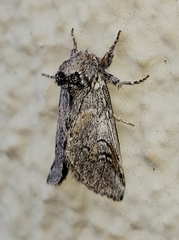 Astiptodonta aonides