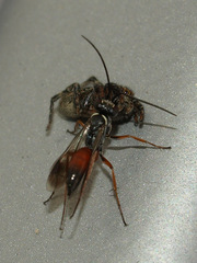 Agenioideus nubecula