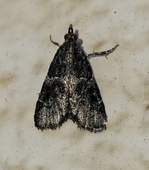 Satole ligniperdalis