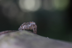 Plexippoides doenitzi