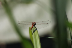 Sympetrum striolatum