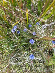 Gentiana prostrata