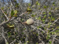 Capurodendron