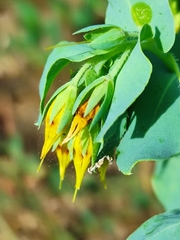 Cerinthe minor