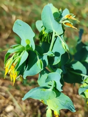 Cerinthe minor