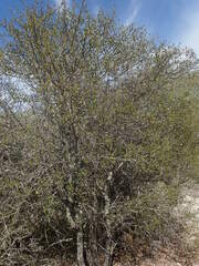 Capurodendron