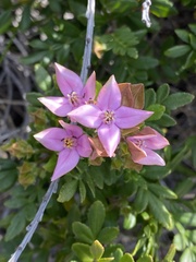 Boronia alata