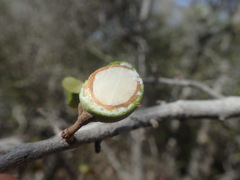 Capurodendron