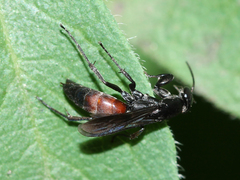 Aporus bicolor