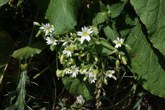 Cerastium hemschinicum