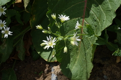 Cerastium hemschinicum