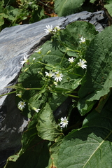 Cerastium hemschinicum