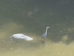 Ardea cinerea