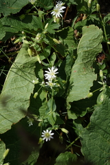 Cerastium hemschinicum