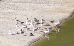 Anser anser domesticus