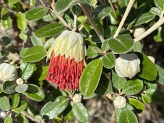Diplolaena dampieri