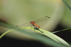 Sympetrum striolatum