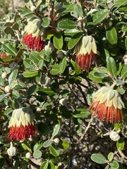 Diplolaena dampieri