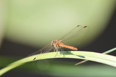 Sympetrum striolatum