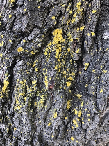 Bare-bottom Sunburst Lichen