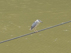 Nycticorax nycticorax