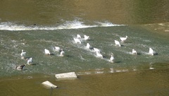 Anser anser domesticus