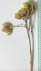 Antennaria luzuloides luzuloides