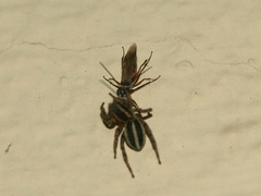 Agenioideus