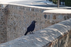 Corvus monedula