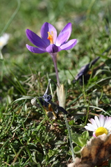 Crocus corsicus