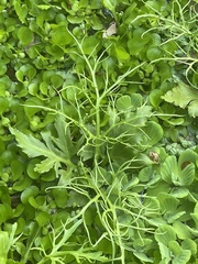 Ceratopteris pteridoides