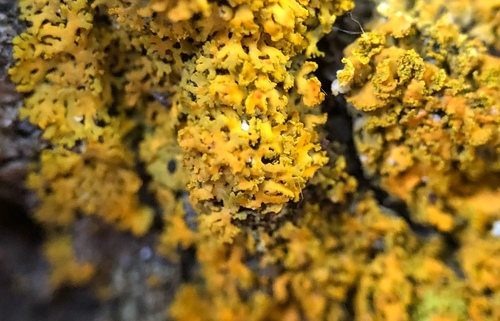 Bare-bottom Sunburst Lichen